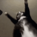 cat-jigglin.gif