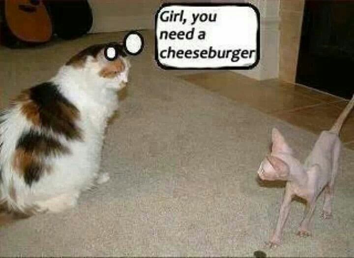 girl-you-need-a-cheeseburger.jpg