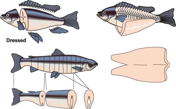 2674_248_880-cross-section-round-fish.jpg