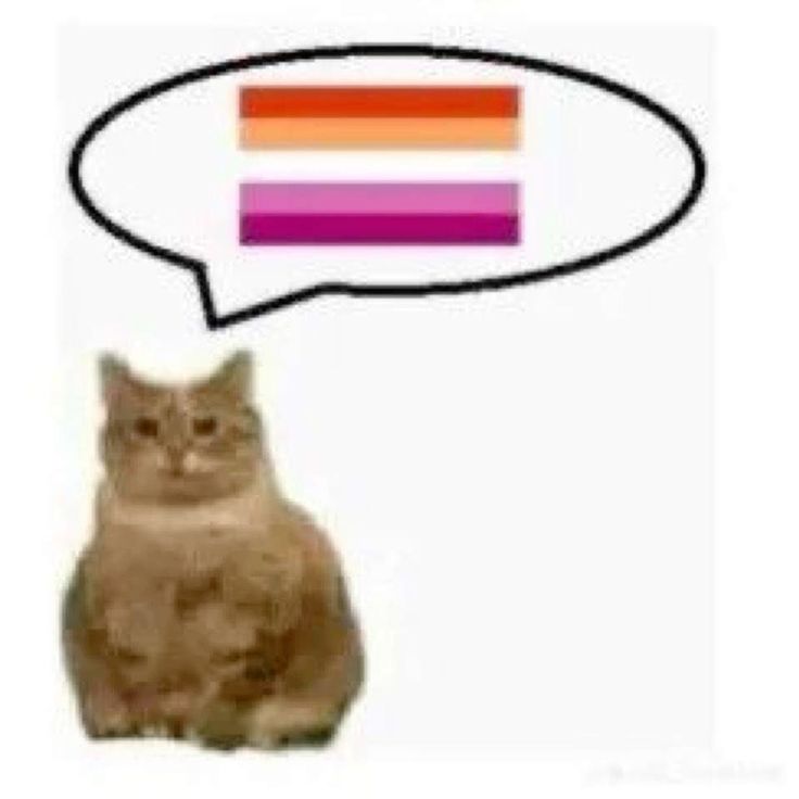 cat with a speech bubble that only contains the lesbian flag