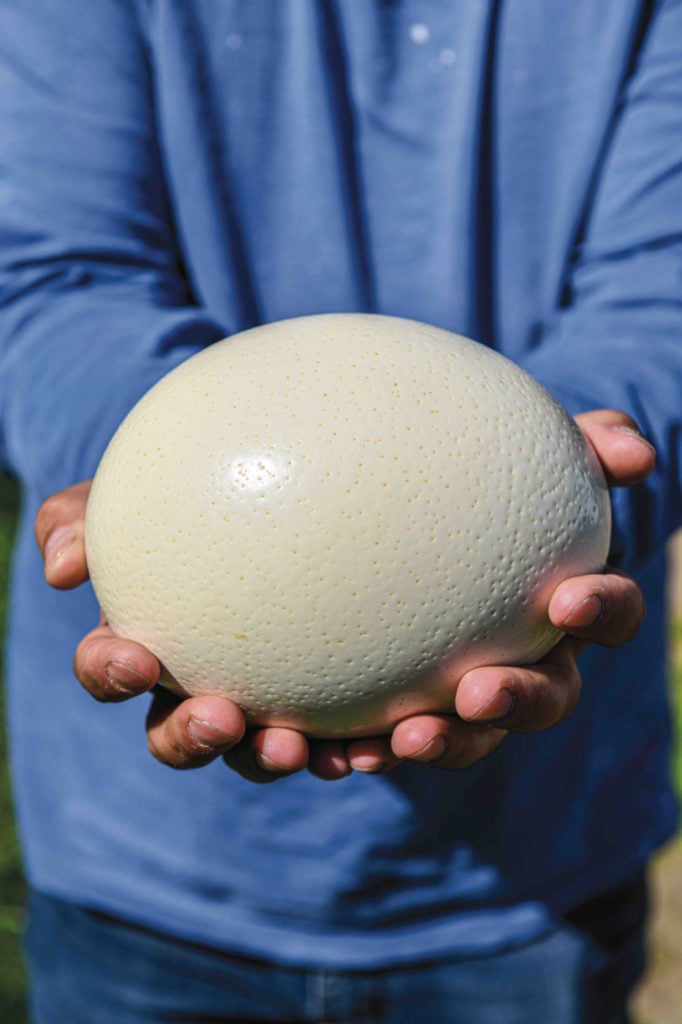 Shell-Shock-Ostrich-Egg-2-682x1024.jpg