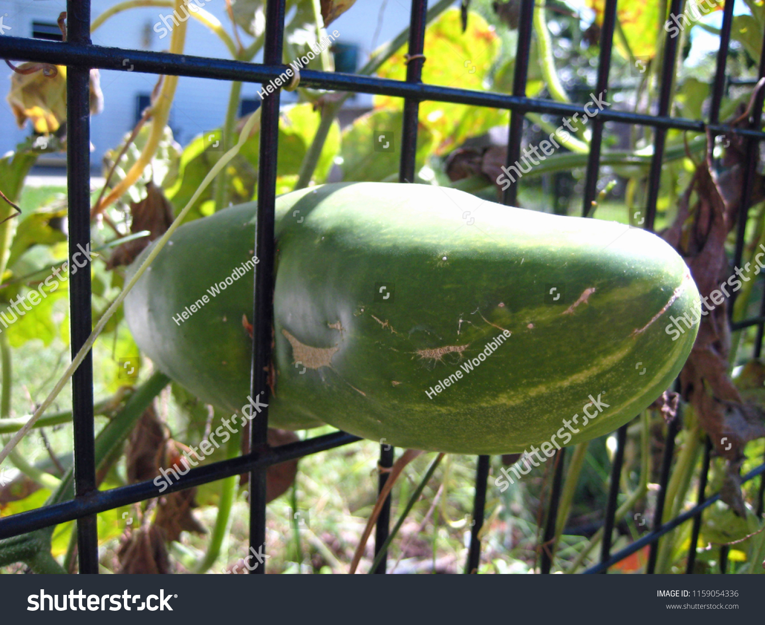 stock-photo-cucumber-pickle-growing-through-garden-fence-1159054336.jpg
