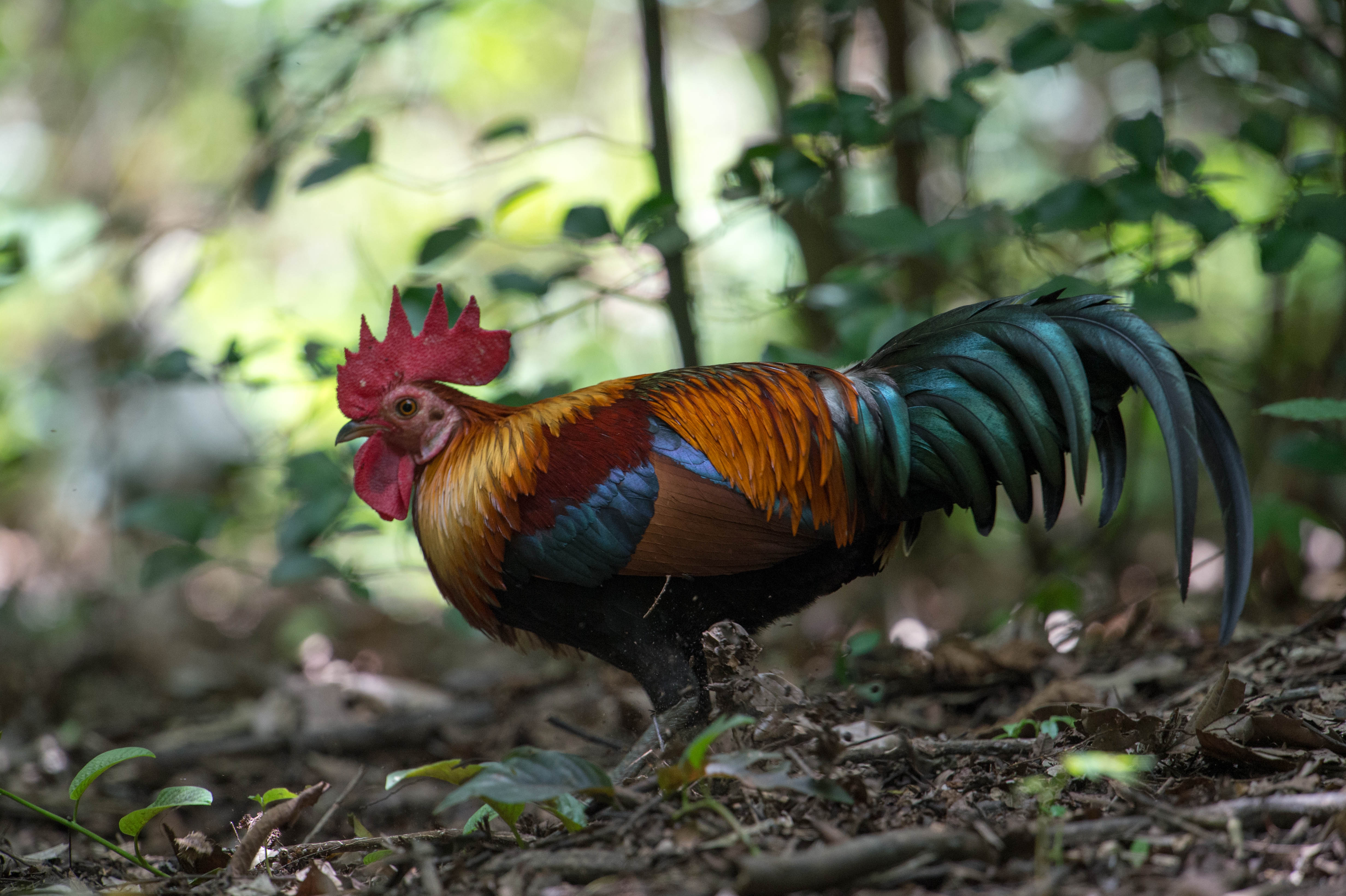 Red_Junglefowl.jpg