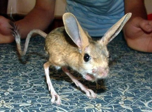 Four-toes-jerboa.jpg