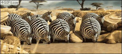 fyzcLO2.gif