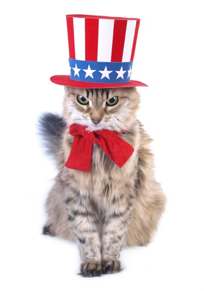 cat-fourth-uncle-sam.jpg