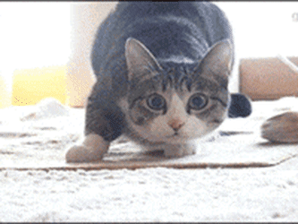 7dc0567c821ff5f3b2682c5d98d0717c.gif