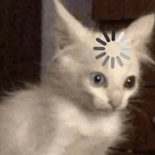 cat-cat-meme.gif