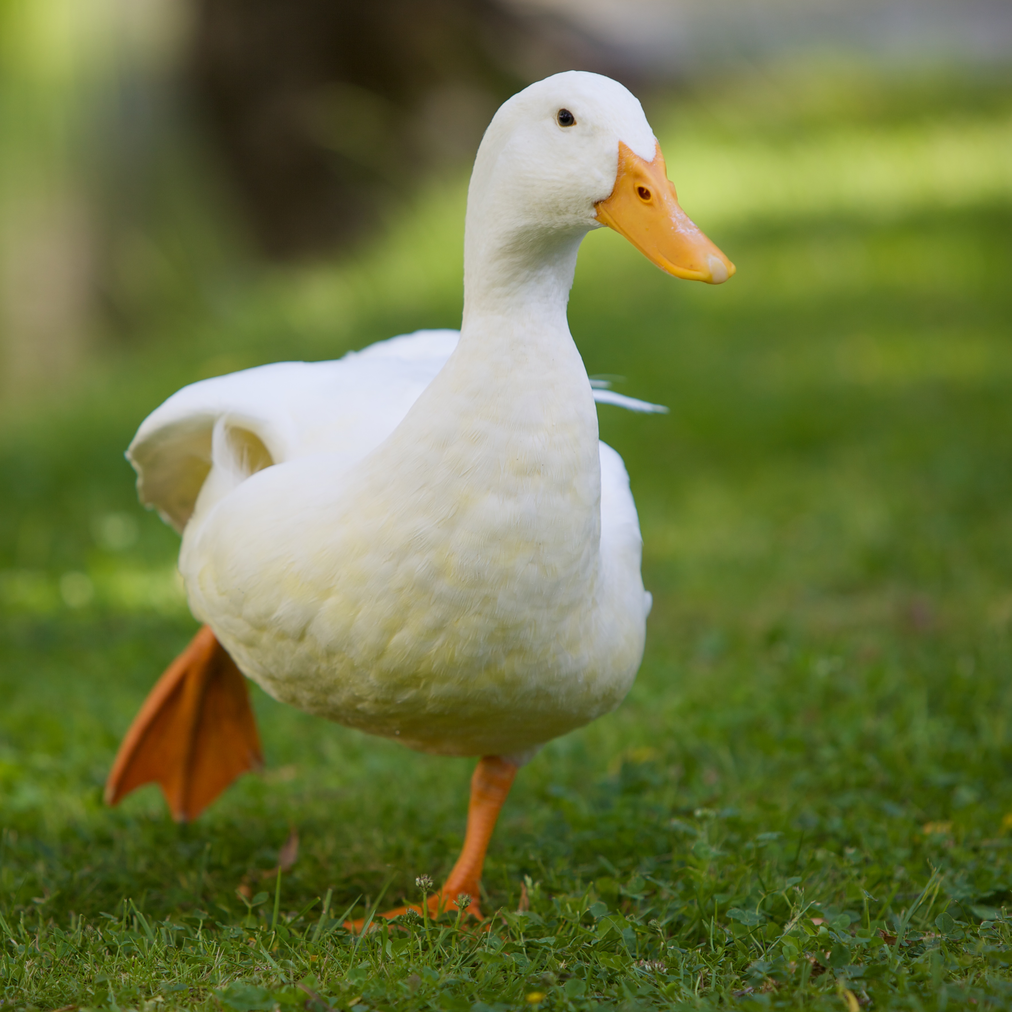 White_domesticated_duck%2C_stretching.jpg