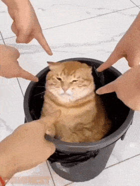 cat.gif