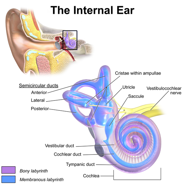 600px-Blausen_0329_EarAnatomy_InternalEar.png