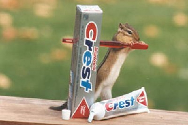 chipmunktoothbrush.jpg