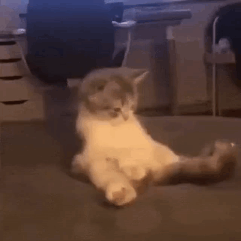 cat-tail-meme.gif