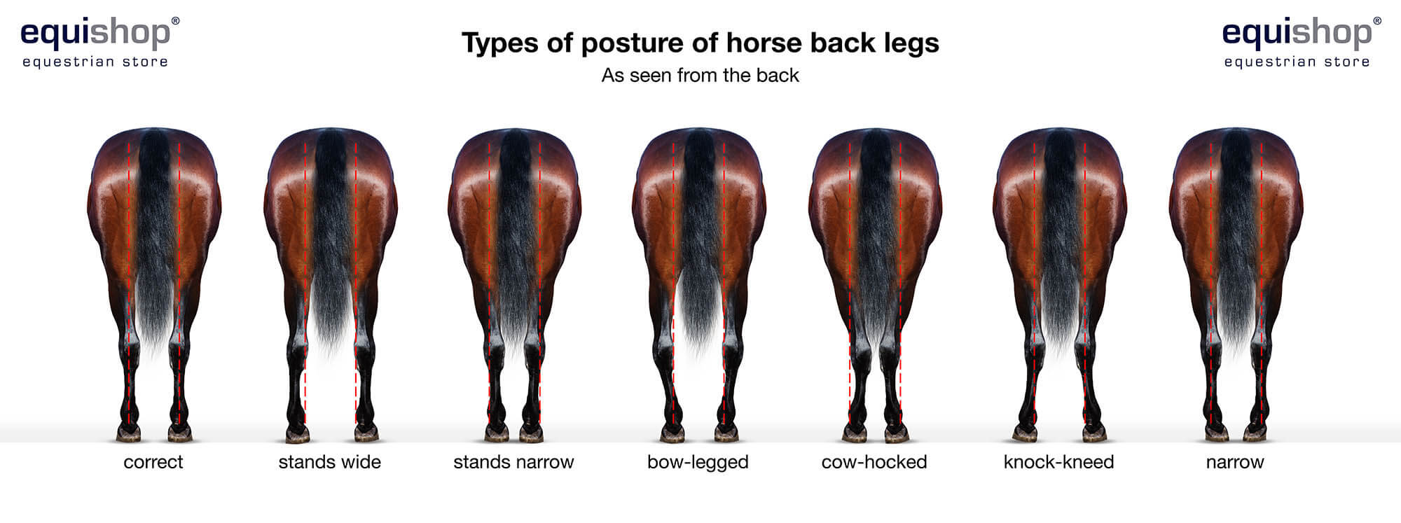 types-of-horse-back-legs.jpg