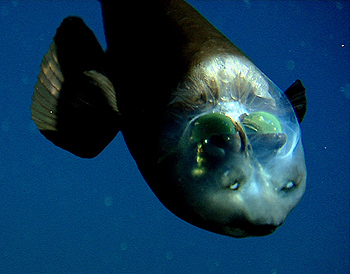 barreleye2-350.jpg