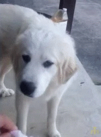 +_0f38b664a687dbebd7139165c100e4b3.gif