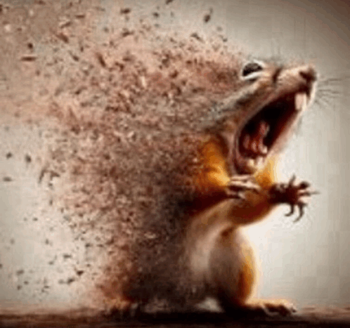 squirrel-screaming.gif