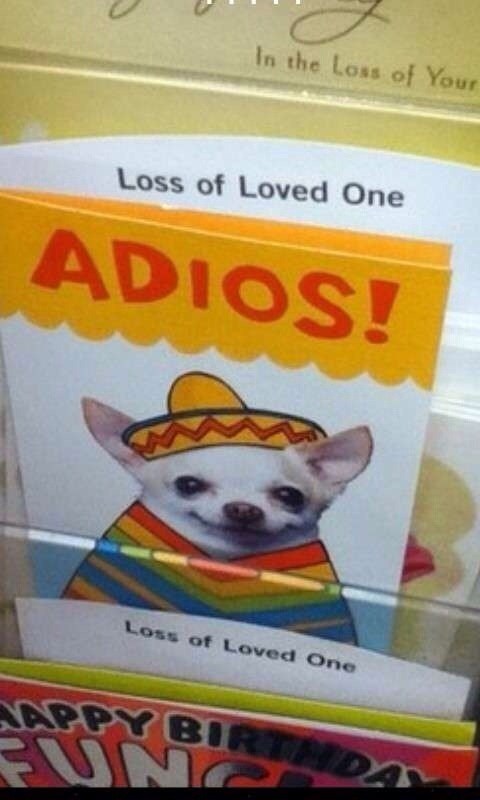 funny-pic-about-loss-of-a-loved-one-chihuahua