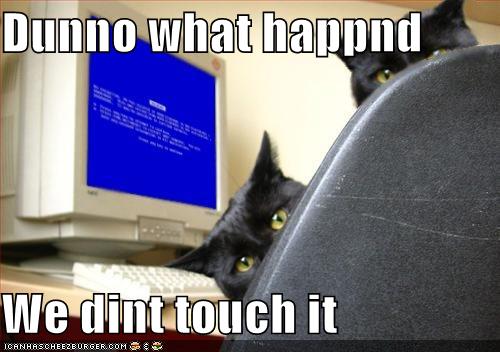 funny-pictures-cats-computer-blue-screen-death.jpg