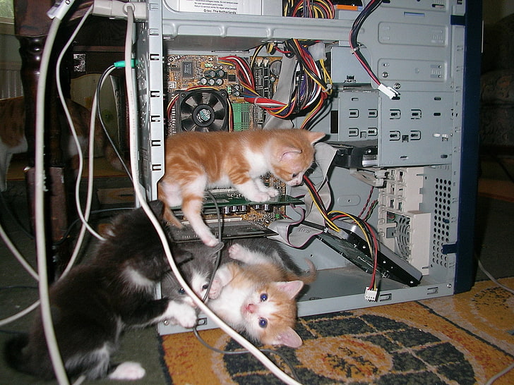 computers-cats-animals-computers-history-kittens-amd-cooler-master-1632x1224-animals-cats-hd-art-wallpaper-preview.jpg