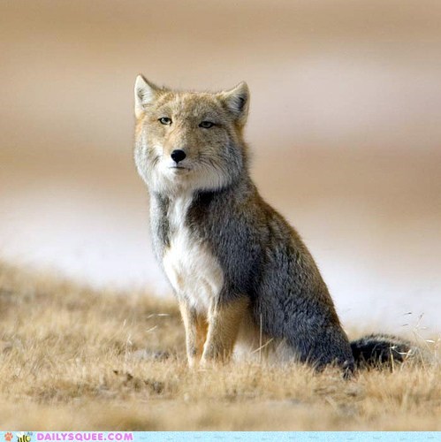 creepicute-tibetan-fox