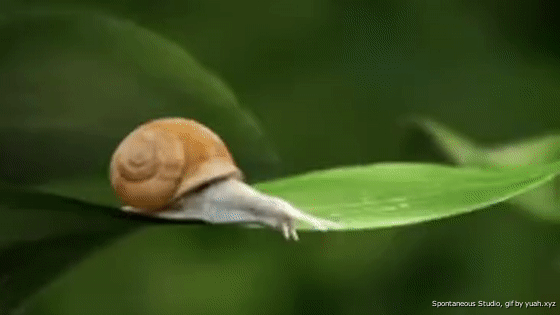Spontaneous Snail