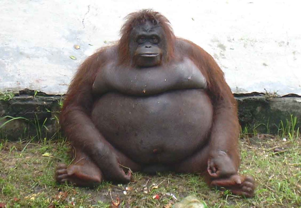 obese orangutan | an obese orangutan in Surabaya Zoo | em de a | Flickr