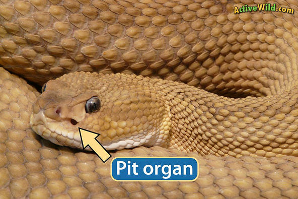 rattlesnake-pit-organ.jpg