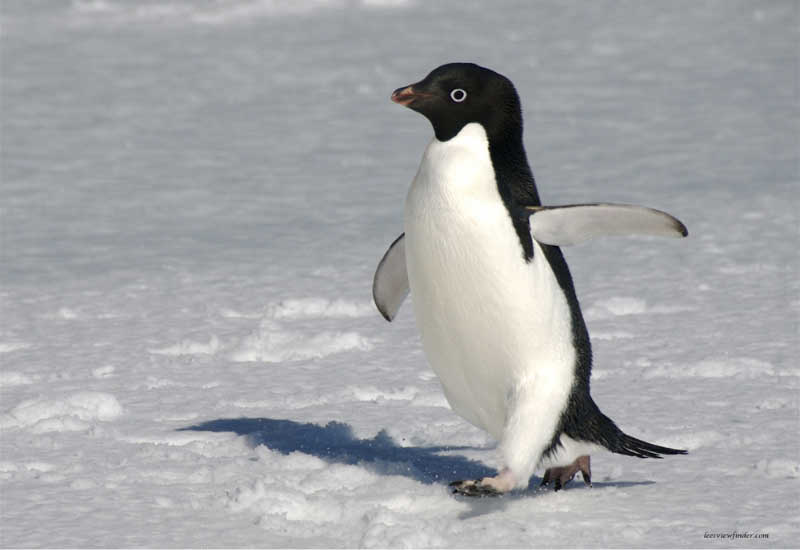 penguin-1.jpg